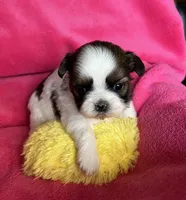 Rita, a female Shih Tzu for sale in Canon City, CO – Photo 1 of 2