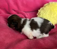 Rita, a female Shih Tzu for sale in Canon City, CO – Photo 2 of 2