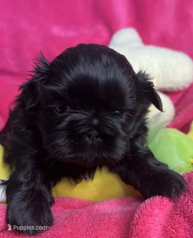 Midnight AKC – Shih Tzu puppy for sale in Canon City, CO
