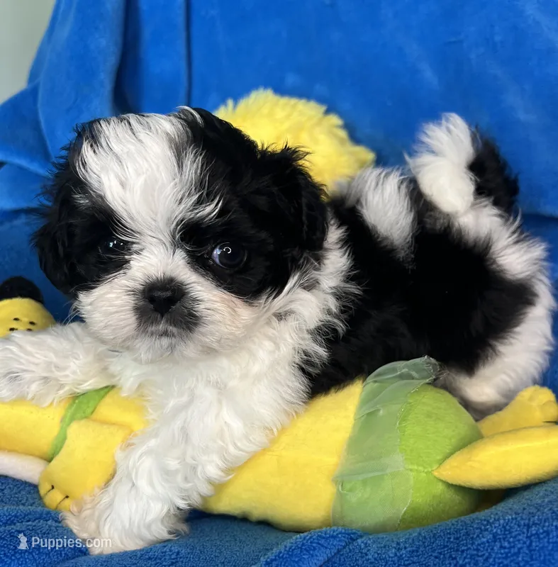 Wizard – Shihpoo puppy for sale in Canon City, CO