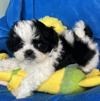 Wizard, a male Shihpoo for sale in Canon City, CO – 1 of 1