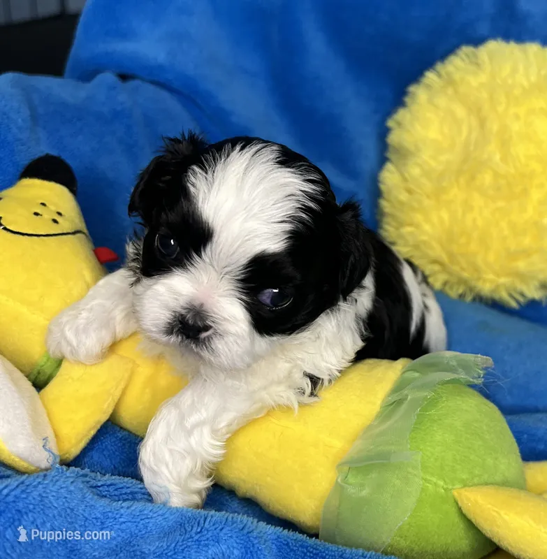 Charlie – Shihpoo puppy for sale in Canon City, CO