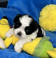 Charlie, a male Shihpoo for sale in Canon City, CO – 1 of 1