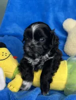 Asher, a male Shihpoo for sale in Canon City, CO – 1 of 1