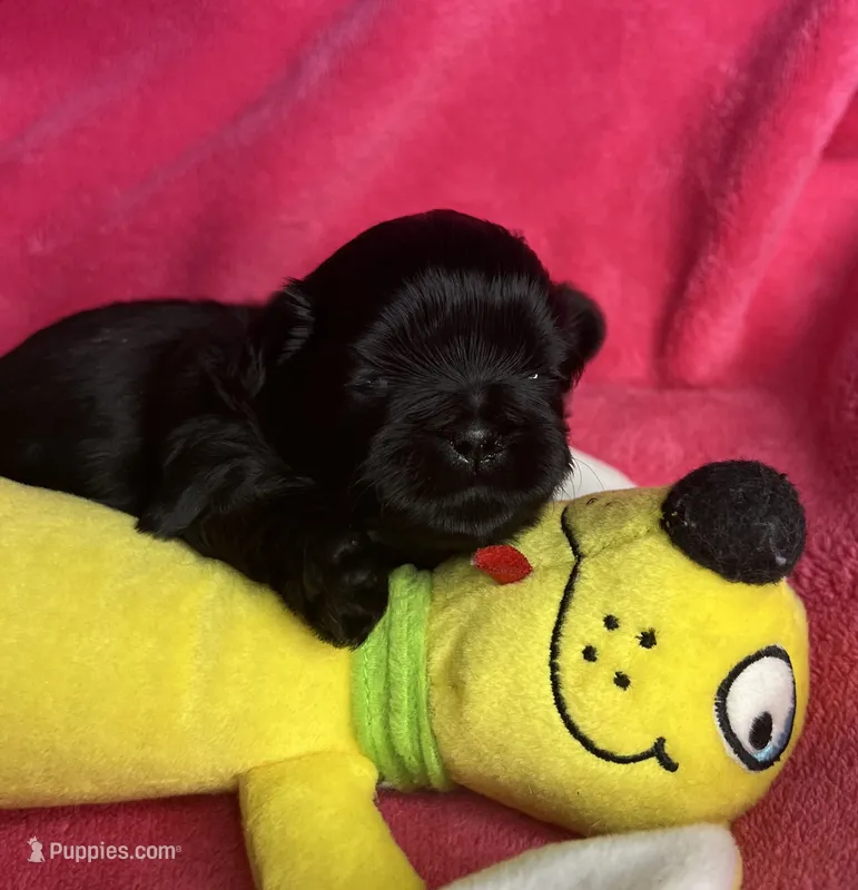Midnight AKC – Shih Tzu puppy for sale in Canon City, CO