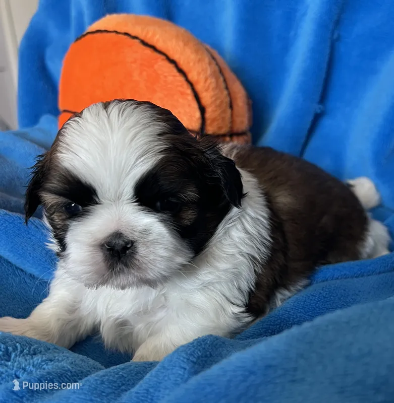 Buddy – Shih Tzu puppy for sale in Canon City, CO