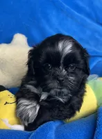 CKC Asher, a male Shihpoo for sale in Canon City, CO – 2 of 2