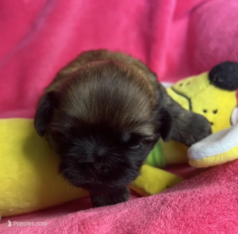 AKC Buttercup – Shih Tzu puppy for sale in Canon City, CO