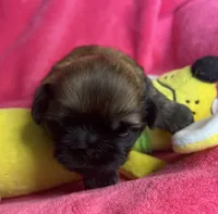 AKC Buttercup, a female Shih Tzu for sale in Canon City, CO – 1 of 2