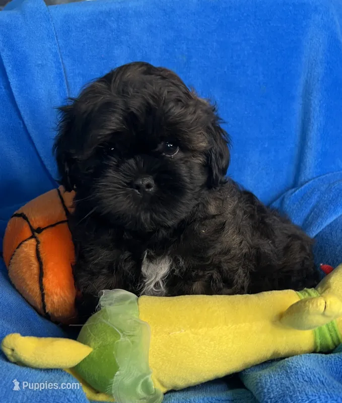CKC Bailey – Shihpoo puppy for sale in Canon City, CO