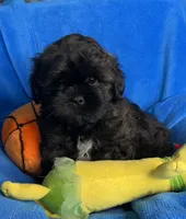 CKC Bailey, a male Shihpoo for sale in Canon City, CO – 1 of 2