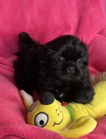 Jazzy, a female Shihpoo for sale in Canon City, CO – 1 of 1