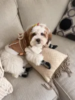 Zoey, a female Shihpoo for sale in Charlotte, NC – Photo 2 of 2