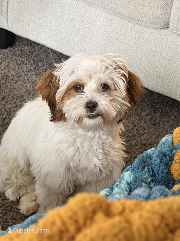 Zoey – Shihpoo puppy for sale in Charlotte, NC