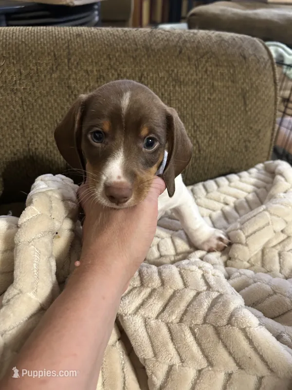 Orange ckc – Miniature Dachshund puppy for sale in Cleveland, GA