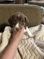 Orange ckc, a male Miniature Dachshund for sale in Cleveland, GA – 1 of 2