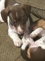 Orange ckc, a male Miniature Dachshund for sale in Cleveland, GA – 2 of 2