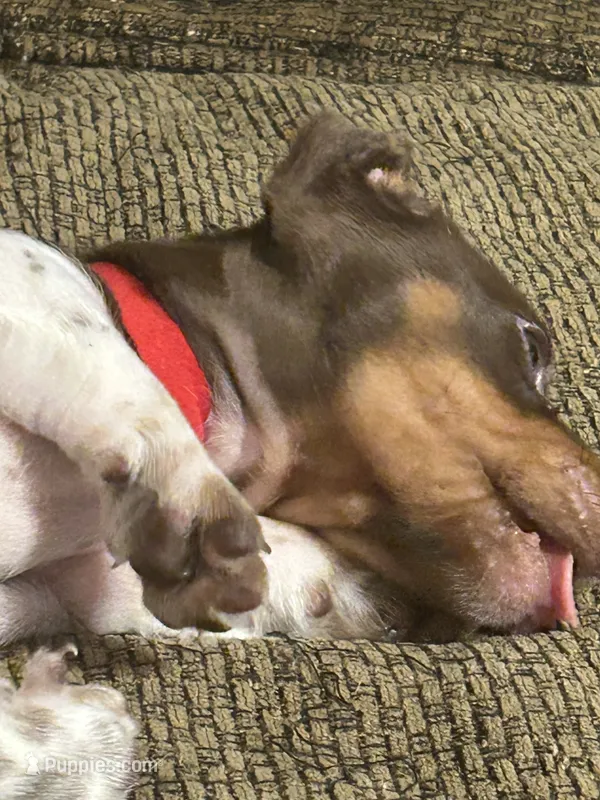 Brownie – Miniature Dachshund puppy for sale in Cleveland, GA