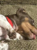 Brownie, a male Miniature Dachshund for sale in Cleveland, GA – 1 of 2