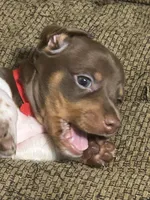 Brownie, a male Miniature Dachshund for sale in Cleveland, GA – 2 of 2