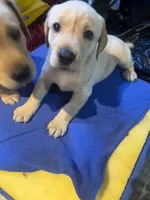 Harlow, a female Labrador Retriever for sale in West Milford, NJ – 2 of 3