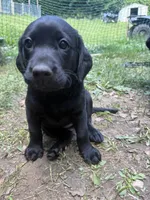 Daisy, a female Labrador Retriever for sale in West Milford, NJ – 2 of 3