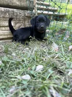 Willow, a female Labrador Retriever for sale in West Milford, NJ – 3 of 3