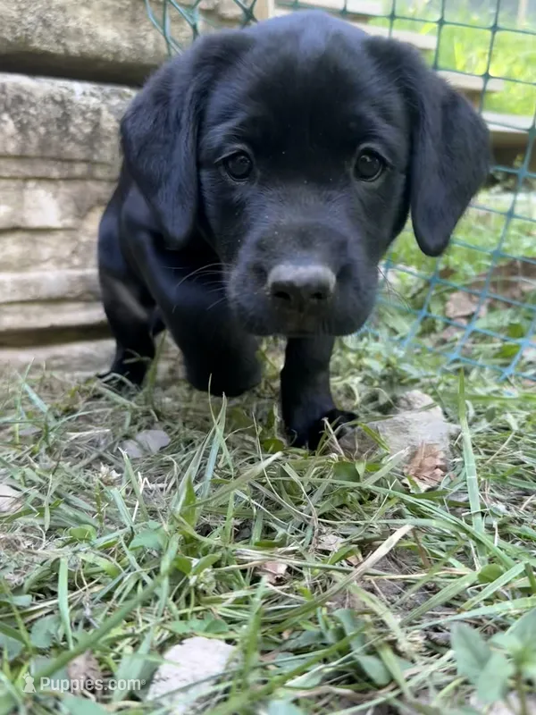 Willow – Labrador Retriever puppy for sale in West Milford, NJ