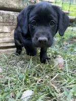 Willow, a female Labrador Retriever for sale in West Milford, NJ – 1 of 3