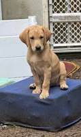 Tex, a male Labrador Retriever for sale in West Milford, NJ – 1 of 3
