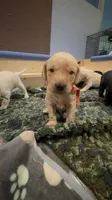 Tex, a male Labrador Retriever for sale in West Milford, NJ – 3 of 3