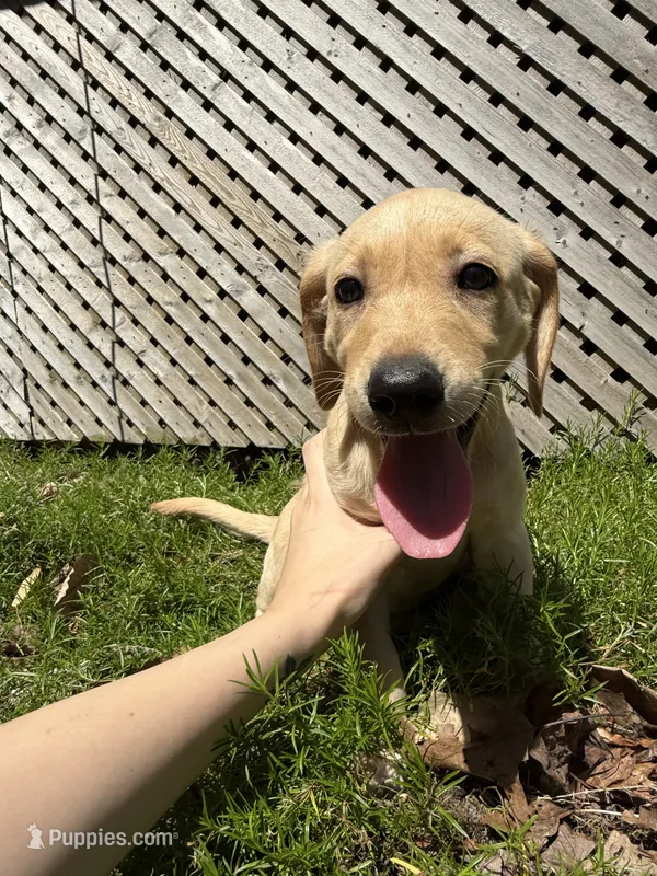 Harlow – Labrador Retriever puppy for sale in West Milford, NJ