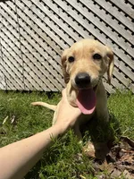 Harlow, a female Labrador Retriever for sale in West Milford, NJ – 1 of 3