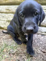 Daisy, a female Labrador Retriever for sale in West Milford, NJ – 1 of 3