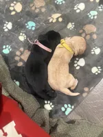 Harlow, a female Labrador Retriever for sale in West Milford, NJ – 3 of 3