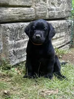 Willow, a female Labrador Retriever for sale in West Milford, NJ – 2 of 3