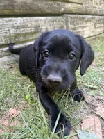 Daisy, a female Labrador Retriever for sale in West Milford, NJ – 3 of 3