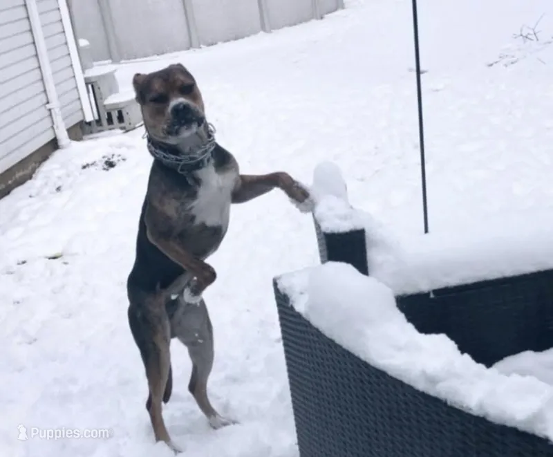 Koda – American Bully, American Pit Bull Terrier puppy for sale in North Ridgeville, OH