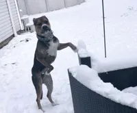 Koda, a male American Bully and American Pit Bull Terrier for sale in North Ridgeville, OH – Photo 1 of 2