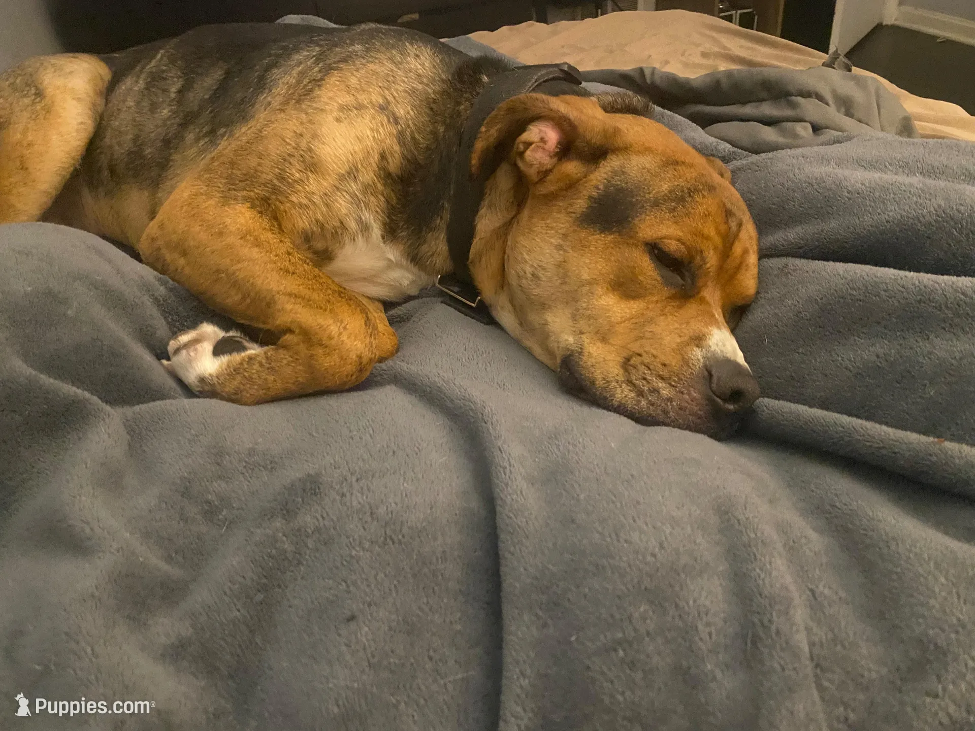 Koda, a male American Bully and American Pit Bull Terrier for sale in North Ridgeville, OH – Photo 2 of 2