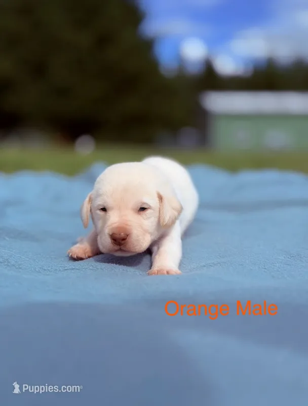 Orange  – Labrador Retriever puppy for sale in Cottage Grove, OR