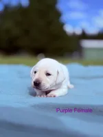 Purple , a female Labrador Retriever for sale in Cottage Grove, OR – 1 of 1