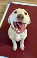 Pink, a female Labrador Retriever for sale in Cottage Grove, OR – 2 of 2