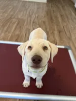 Green, a male Labrador Retriever for sale in Cottage Grove, OR – 3 of 4