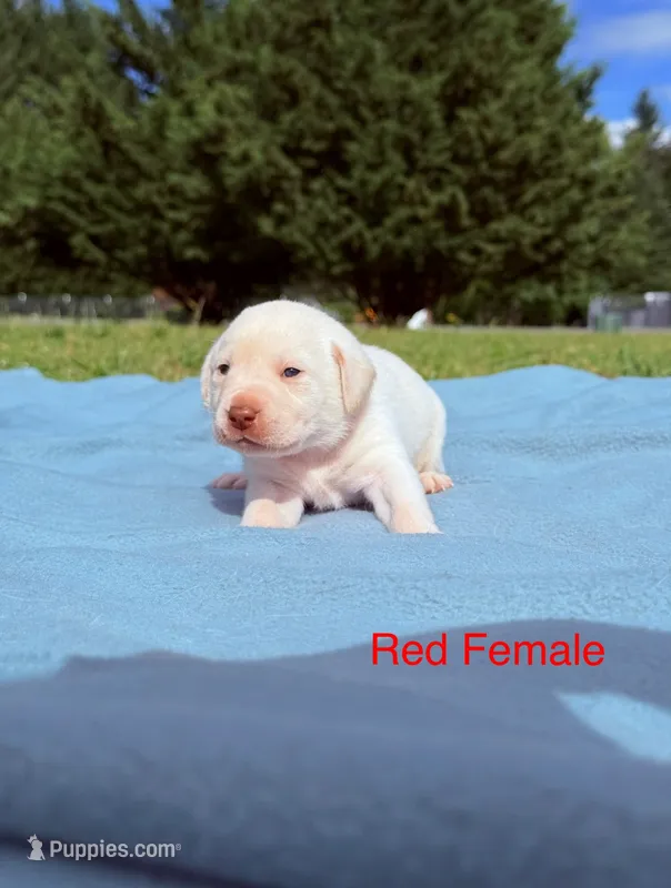 Red – Labrador Retriever puppy for sale in Cottage Grove, OR