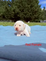 Red, a female Labrador Retriever for sale in Cottage Grove, OR – 1 of 1