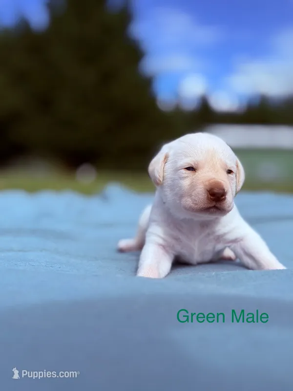 Green – Labrador Retriever puppy for sale in Cottage Grove, OR