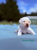 Green, a male Labrador Retriever for sale in Cottage Grove, OR – 1 of 1