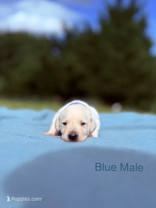Blue – Labrador Retriever puppy for sale in Cottage Grove, OR