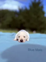 Blue, a male Labrador Retriever for sale in Cottage Grove, OR – 1 of 1